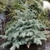 La mort du petit sapin .