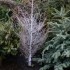 La mort du petit sapin .