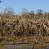 L'eau déborde dans les prés 
