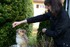 Le Sheltie .