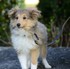 Le Sheltie .