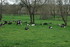 Les Vaches .