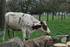 Les Vaches .