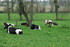 Les Vaches .