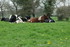 Les Vaches .