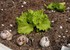 Les Dangers du jardin légumie