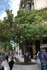 Des Ramblas à la place de Cat