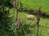 Balade dans le bocage .