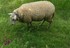 Balade dans le bocage .