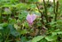 Le Cyclamen , la première de 