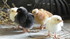 Les poussins .