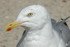 La Mouette et son petit