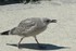 La Mouette et son petit