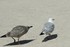 La Mouette et son petit