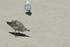 La Mouette et son petit