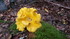 LES GIROLLES