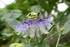Fleurs et Papillons .