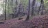Des Chamois à La Châtelaine 