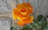Les Roses en Novembre .