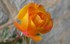 Les Roses en Novembre .