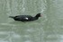 Le lac aux Canards