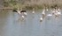 Un petit tour en Camargue :
