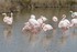 Un petit tour en Camargue :