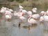 Un petit tour en Camargue :