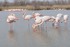 Un petit tour en Camargue :