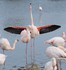 Un petit tour en Camargue :