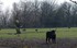 Les Taureaux  et les chevaux C