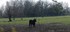Les Taureaux  et les chevaux C