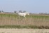 Les Taureaux  et les chevaux C