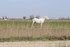 Les Taureaux  et les chevaux C