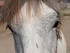Les Taureaux  et les chevaux C