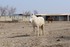 RICARD  et la Camargue
