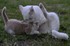 Les Chat- telains ..