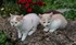 Les Chat- telains ..