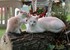 Les Chat- telains ..