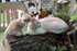 Les Chat- telains ..