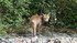 Dans mon Jura natal,une rencon