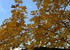 Versailles en automne