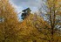 Versailles en automne