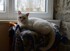 Miaou , la B . A