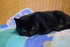 Miaou , la B . A