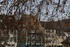 A travers  les branches