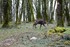 Les Chamois