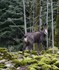 Les Chamois