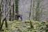 Les Chamois