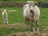 Les Vaches  !!